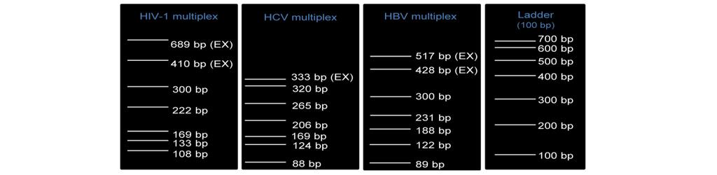 proximity in length to the fragment HCV_88. We selected five HBV fragments to be integrated in the final HBV multiplex PCR (Fig. 4). As Fig.