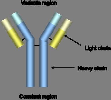 1 INTRODUCTION Figure 1.1 Structure of an antibody. Antibodies are composed of two types of polypeptide chains, heavy chains and light chains.
