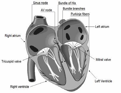 . HEART AND ITS ELECTRICAL ACTIVITY The heart walls are composed of cardiac muscle, called myocardium, and also striations that is similar to skeletal muscle.