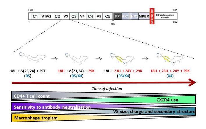 General discussion and conclusions Resistance to Nabs increase with the tropism switch with X4 tropic viruses from late infection being more resistance to neutralization compared to variants from the