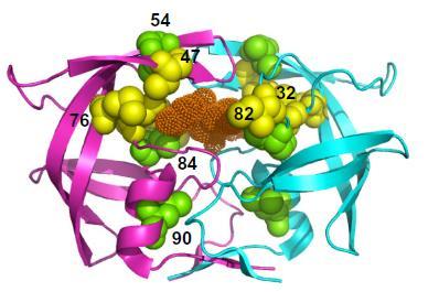 General introduction Figure 3. Ribbon representation of the secondary structure of HIV-2 PR complexed with darunavir. Two subunits (in blue and magenta) and darunavir (in brown) are shown.