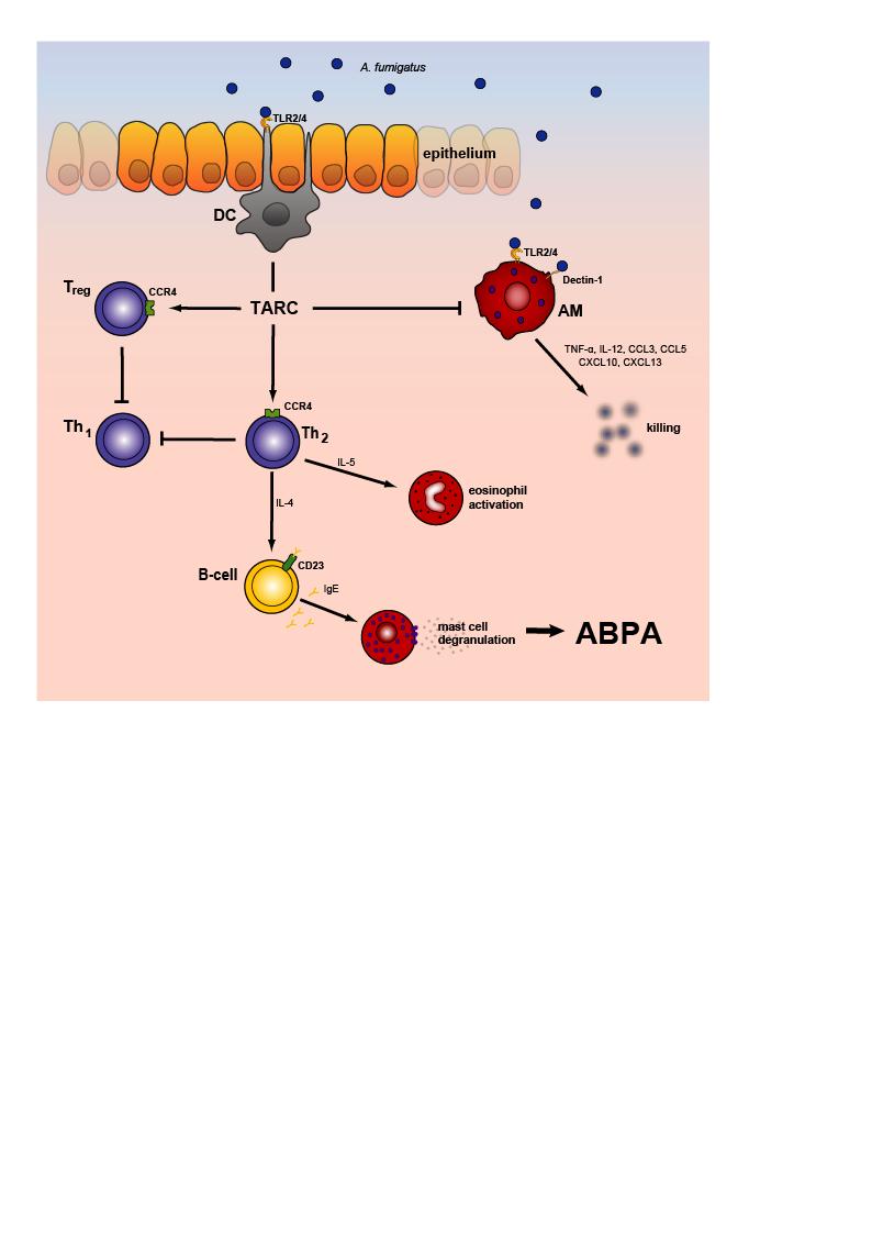 Pathogenesis of ABPA