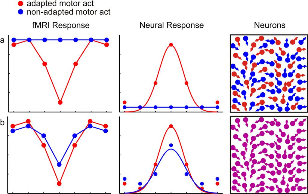 Fabbri et al. Directional Tuning in Humans J. Neurosci., October 6, 2010 30(40):13488 13498 13497 Figure 12. Different patterns of adaptation and the assumed underlying physiology.