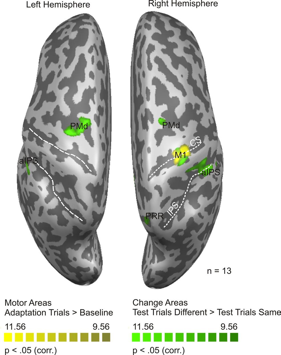 13494 J. Neurosci., October 6, 2010 30(40):13488 13498 Fabbri et al. Directional Tuning in Humans Figure 7. Strength of directional selectivity in ROIs in experiment 1.