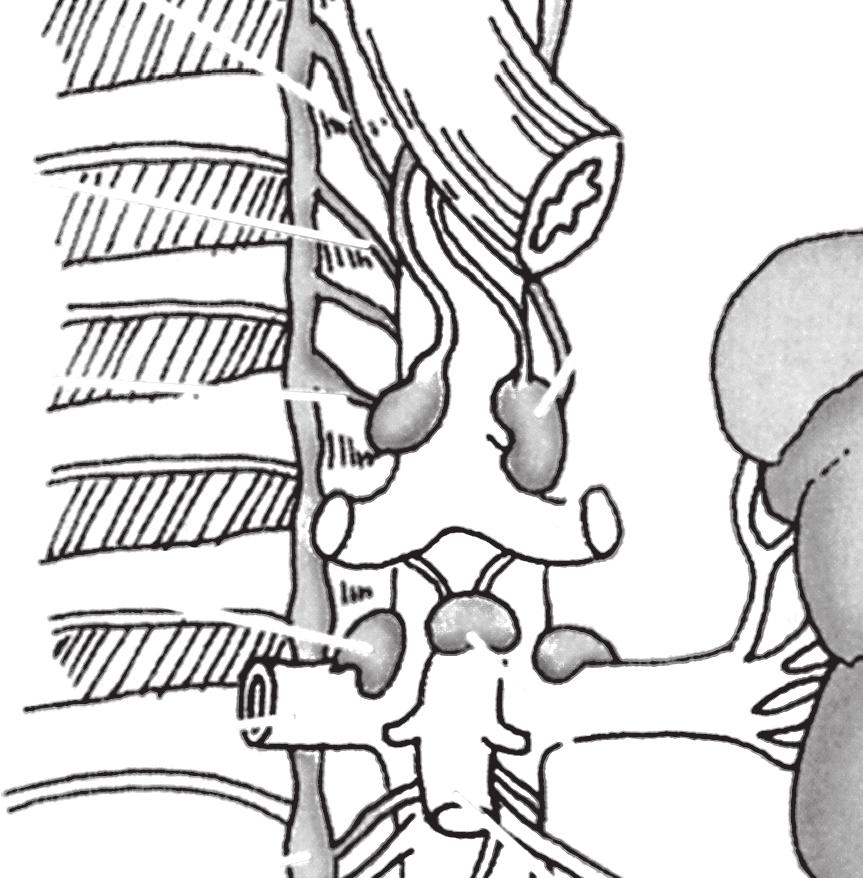 located on either side of the vertebral column), the pelvic ganglia, the preaortic ganglia, and the small renal