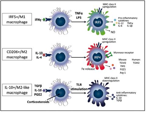 14 Macrophages: the overlooked target for pulmonary fibrosis and COPD IRF5+ M1 macrophages This macrophage phenotype is activated by pro-inflammatory cytokines and microbial products like IFNγ, TNF-α