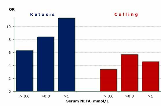 Serum NEFA and health risk (odd ratio) Cows with serum NEFA > 1.0 mmol/l have: 11.