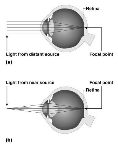 found in chamber between the lens and cornea Similar to blood plasma Provides nutrients for the lens and cornea Figure 8.