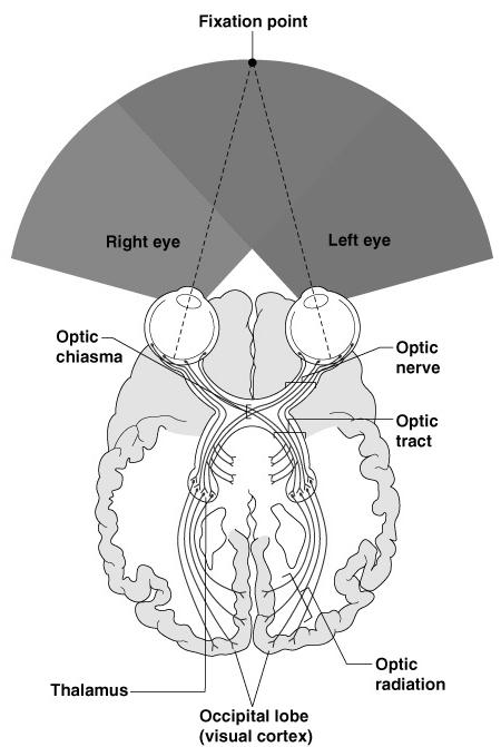 Images Formed on the Retina Visual Pathway Photoreceptors of the retina Optic nerve Optic nerve crosses at the optic chiasma Figure 8.10 Figure 8.