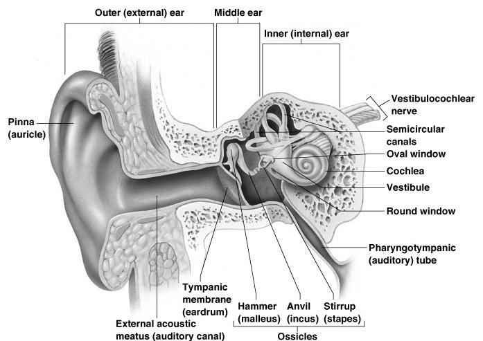 Inner Ear or Bony Labrynth A maze of bony chambers within