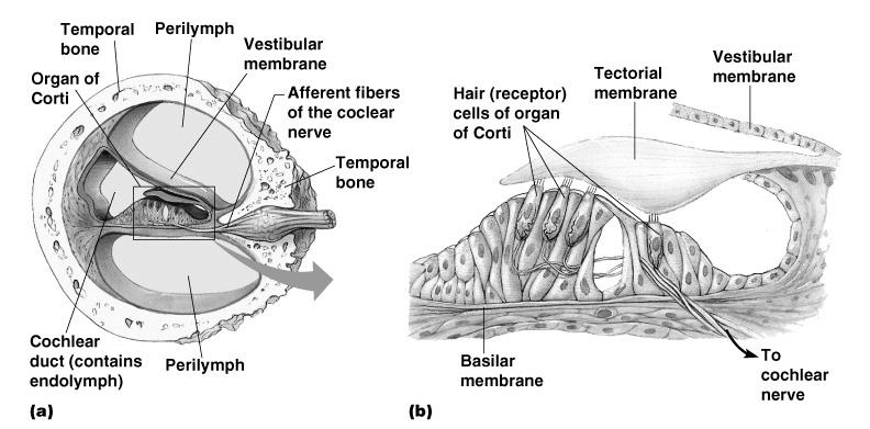 Organs of Hearing Organ of Corti Located in the cochlea