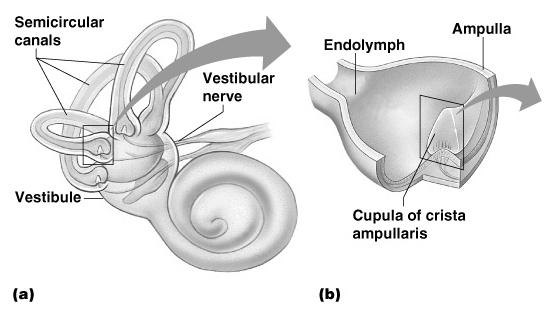 15 Mechanisms of Hearing Organs of Equilibrium Receptor