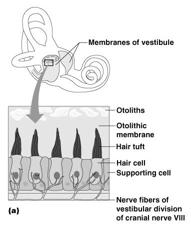 cause otoliths to bend the hair cells Figure 8.
