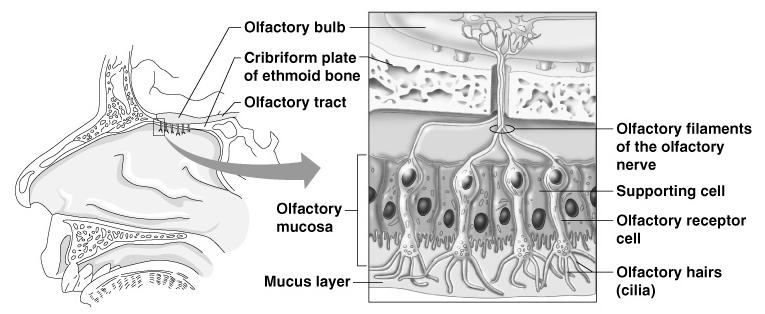 Olfaction The Sense of Smell Olfactory receptors are in the roof of the nasal cavity Olfactory Epithelium Chemicals must be dissolved in mucus for detection Interpretation of smells is made in