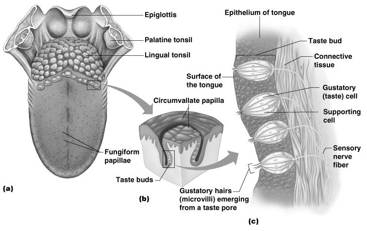 17 The Sense of Taste Taste buds house the receptor organs Locations: Most are on the tongue Soft palate Cheeks The Tongue and Taste The tongue is covered with papillae Filiform papillae sharp