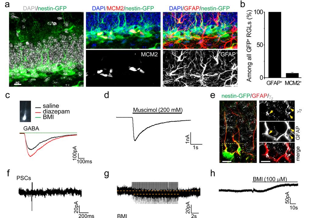 SUPPLEMENTARY INFORMATION doi:10.1038/nature11306 Supplementary Figures Supplementary Figure 1. Basic characterization of GFP+ RGLs in the dentate gyrus of adult nestin-gfp mice.