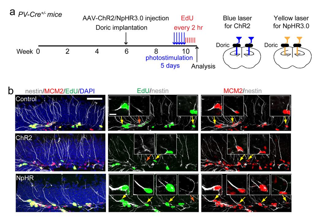 SUPPLEMENTARY INFORMATION RESEARCH Supplementary Figure 5. Analysis of effects of in vivo manipulation of PV+ interneuron activity on RGL activation in the adult dentate gyrus of PV-Cre mice.