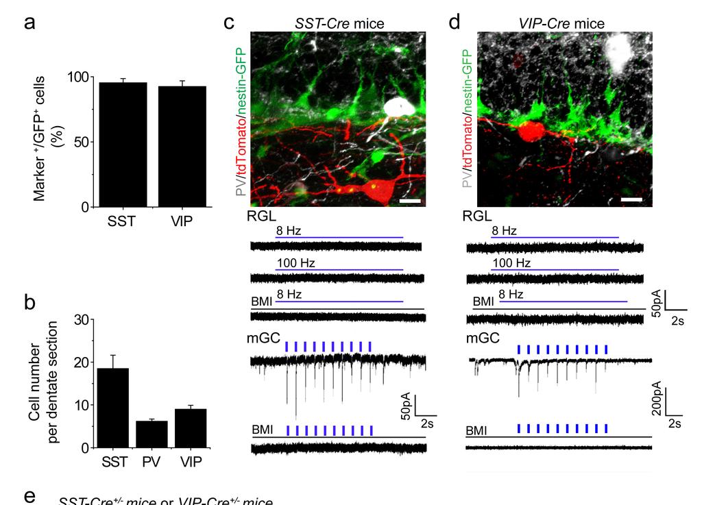 RESEARCH SUPPLEMENTARY INFORMATION Supplementary Figure 6. Characterization of optogenetic tools for manipulating SST + and VIP + interneuron activity in the adult dentate gyrus.