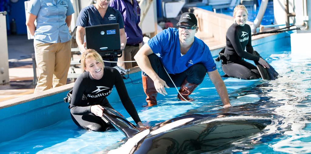 RESEARCH AT SEAWORLD BENEFITS KILLER WHALES IN THE WILD Killer whale research conducted at SeaWorld advances the scientific understanding of their species.