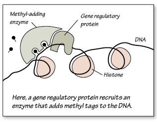 Using the original DNA strands as a template, methyl copying enzymes attach methyl tags to newly
