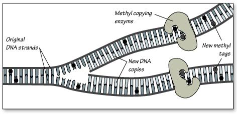 Gene regulatory proteins recruit enzymes that add or remove epigenetic tags such as methyl groups
