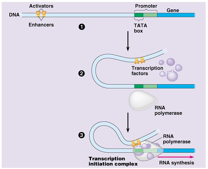 Bending of DNA enables transcription factors bound to enhancers to contact the protein initiation complex at the promoter.
