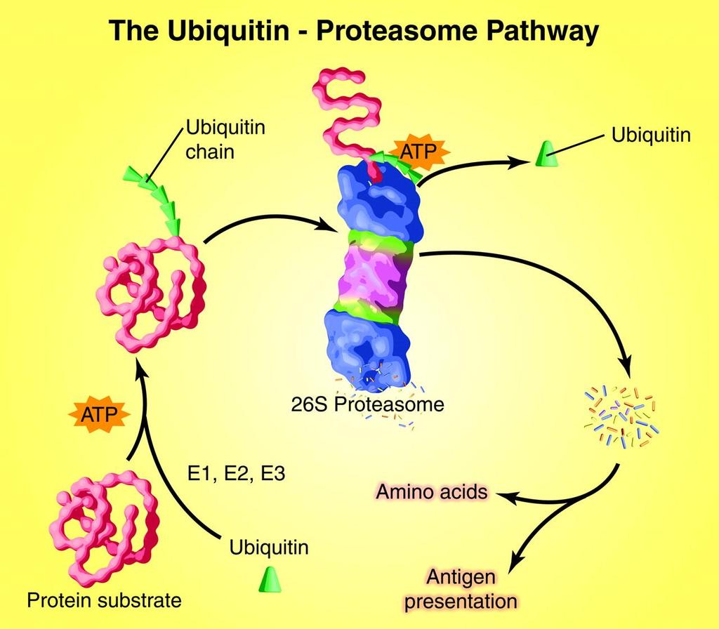 The ubiquitin (Ub)-proteasome pathway (UPP) of protein degradation.