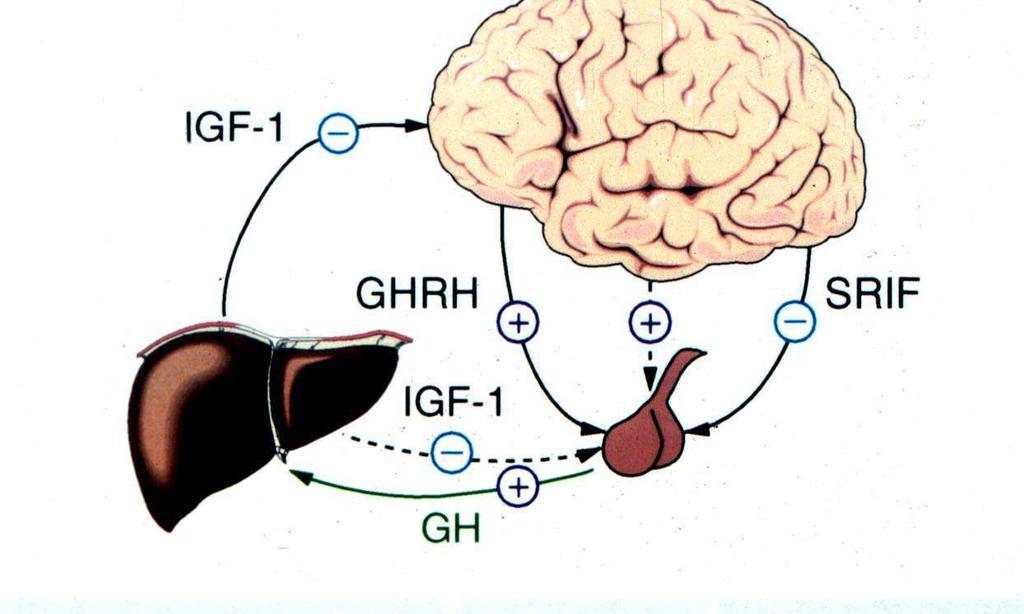 Sermorelin versus hgh Sites of Action Brain Liver hgh Pituitary Sermorelin Sermorelin activity