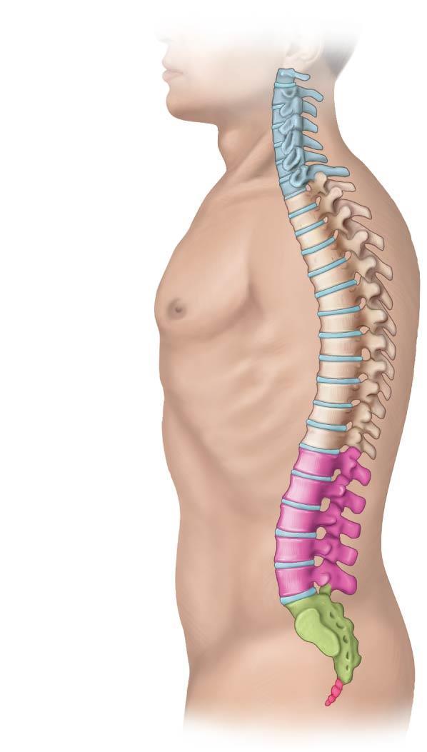 The Vertebral column Cervical vertebrae (7) Thoracic vertebrae (12) Lumbar vertebrae