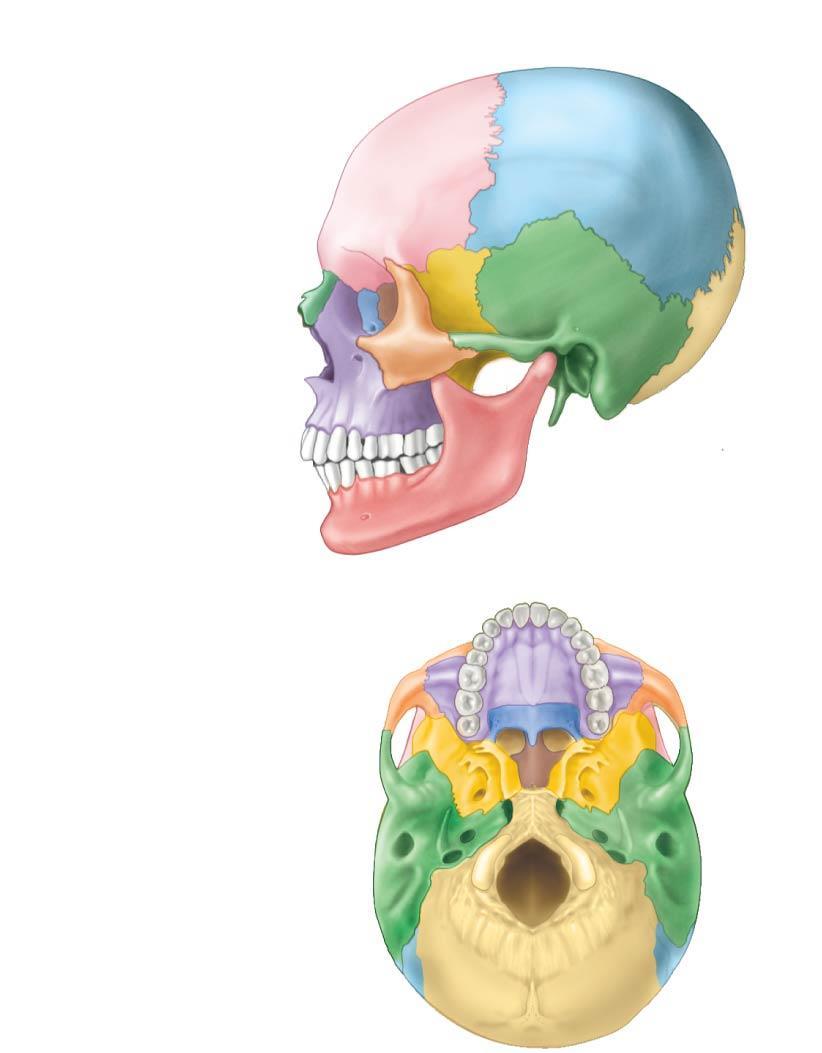 The Skull Temporal bone Frontal bone Sphenoid bone Ethmoid bone Lacrimal bone Parietal bone Nasal bone Zygomatic bone Maxilla Mandible
