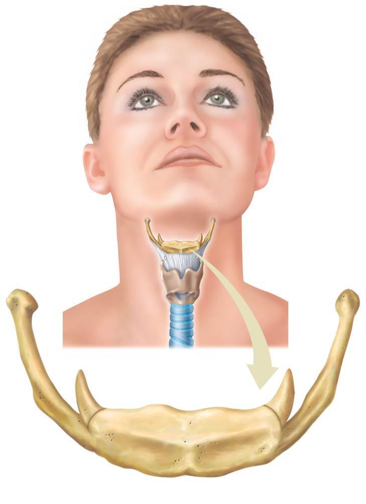 3. Hyoid bone site for the attachement of