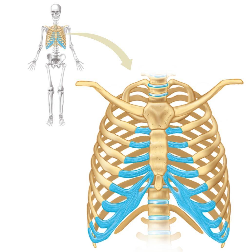 4-Rib cage Thoracic cage Thoracic vertebra 1 Sternum (breastbone) 2 3 4 Ribs