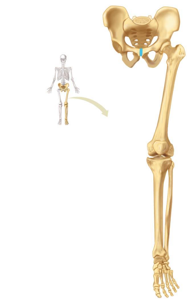 Coxal bones and sacrum (pelvis) 2-The Pelvic gridle Femur (upper leg) Patella (knee