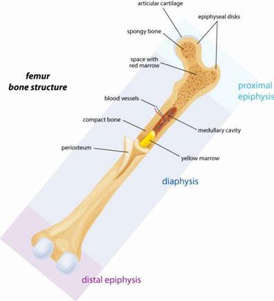 Bone Structure Bone: hard inorganic matrix of calcium salts Compact bone: forms shaft and ends, contains marrow space Yellow bone marrow (mostly fat) in marrow space