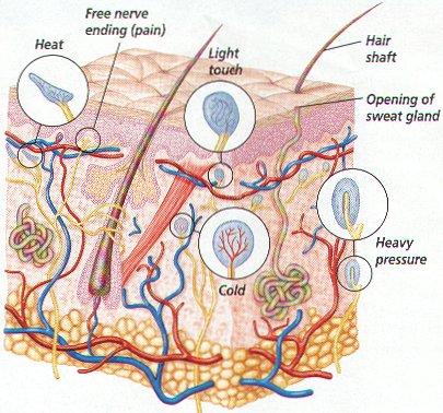 Skin receptors: Your skin and deeper tissues contain millions of sensory receptors. Most of your touch receptors sit close to your skin's surface.