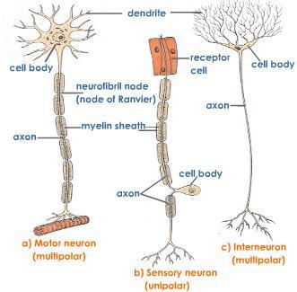 Transmits impulses (up to 250 mph) Parts of a Neuron Dendrite receive stimulus and carries it impulses toward the cell body Cell Body with nucleus nucleus & most of cytoplasm Axon fiber which carries