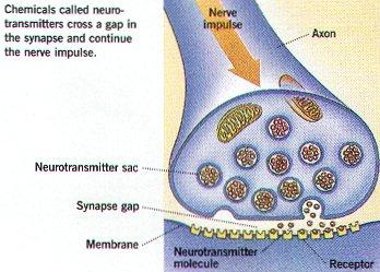Node of Ranvier gaps or nodes in the myelin sheath Impulses travel from dendrite to cell body to axon Three types of Neurons o Sensory neurons bring messages to CNS o Motor neurons - carry messages