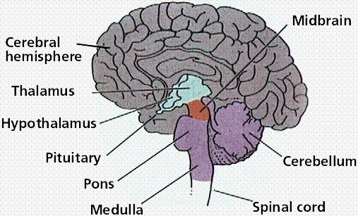 Regions of the Brain Cerebellum coordination of movement and aspects of motor learning Cerebrum conscious activity including perception, emotion, thought, and planning Thalamus Brain s switchboard