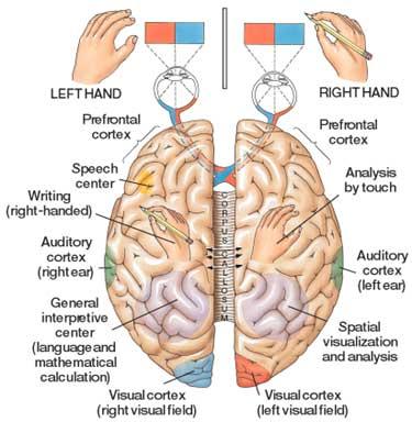 from spine to upper brain Hypothalamus involved in regulating activities internal organs, monitoring information from the autonomic nervous system, controlling the pituitary gland and its hormones,
