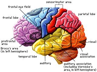 Lobes of the Cerebrum Frontal motor area involved in movement and in planning & coordinating behavior Parietal sensory processing, attention, and