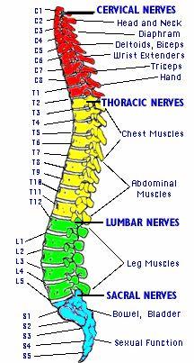 Peripheral Nervous System Cranial nerves 12 pair Attached to undersurface of brain Spinal nerves 31 pair Attached to spinal cord Somatic Nervous System