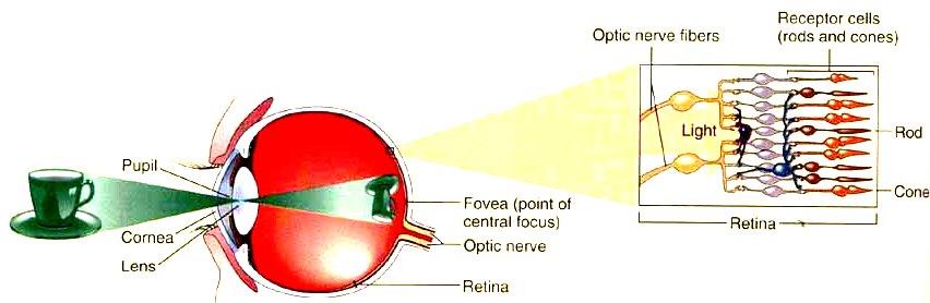 Images the cornea and the lens help to produce the image on the retina images formed by the lens are upside down and backwards when they reach the retina two types of receptors on the retina Rods 125