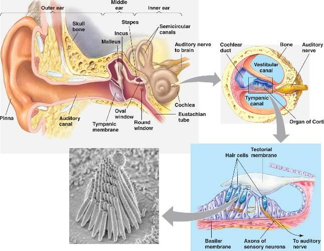 EAR Outer Ear & ear canal brings sound into eardrum Eardrum vibrates to amplify sound & separates inner and middle ear Middle ear has 3 small bones or Ossicles = anvil, stirrup, stapes amplify sound