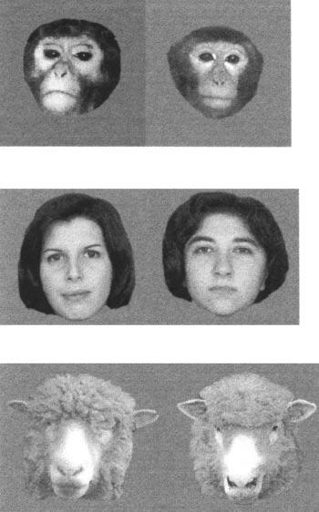 Recognition of Faces of Different Species 41 was obtained were tested. None had personal experience of individual macaque monkeys, nor of sheep.