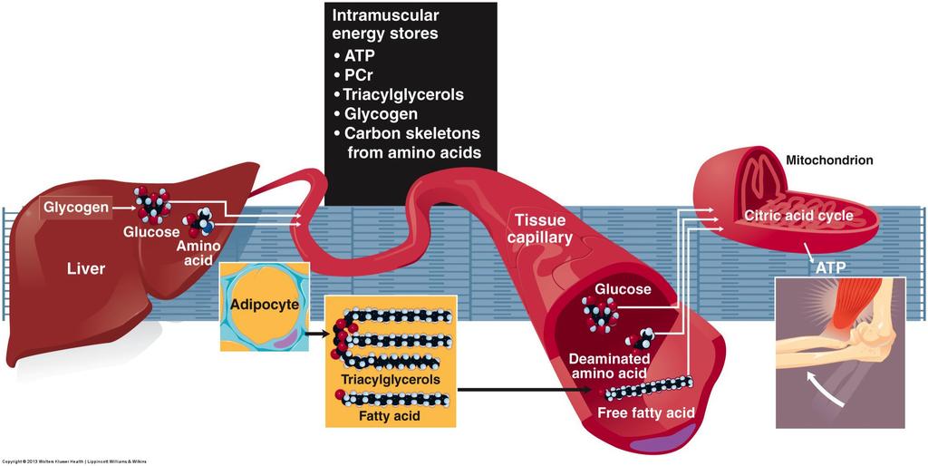 6. Energy Release from Macronutrients Intramuscular Energy Stores Fig 4-13: Macronutrient Fuel Sources Mitochondrion Glycogen Glucose aa FFA TAG Glucose Deaminated aa Liver produces rich sources of