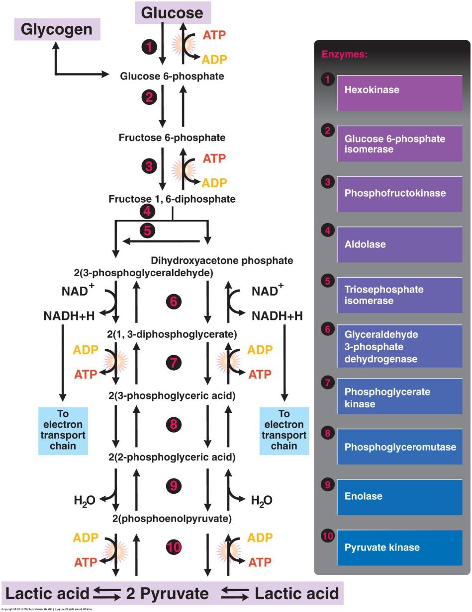 6. Energy Release from Macronutrients Glycolysis In cytosol & anaerobic cond.