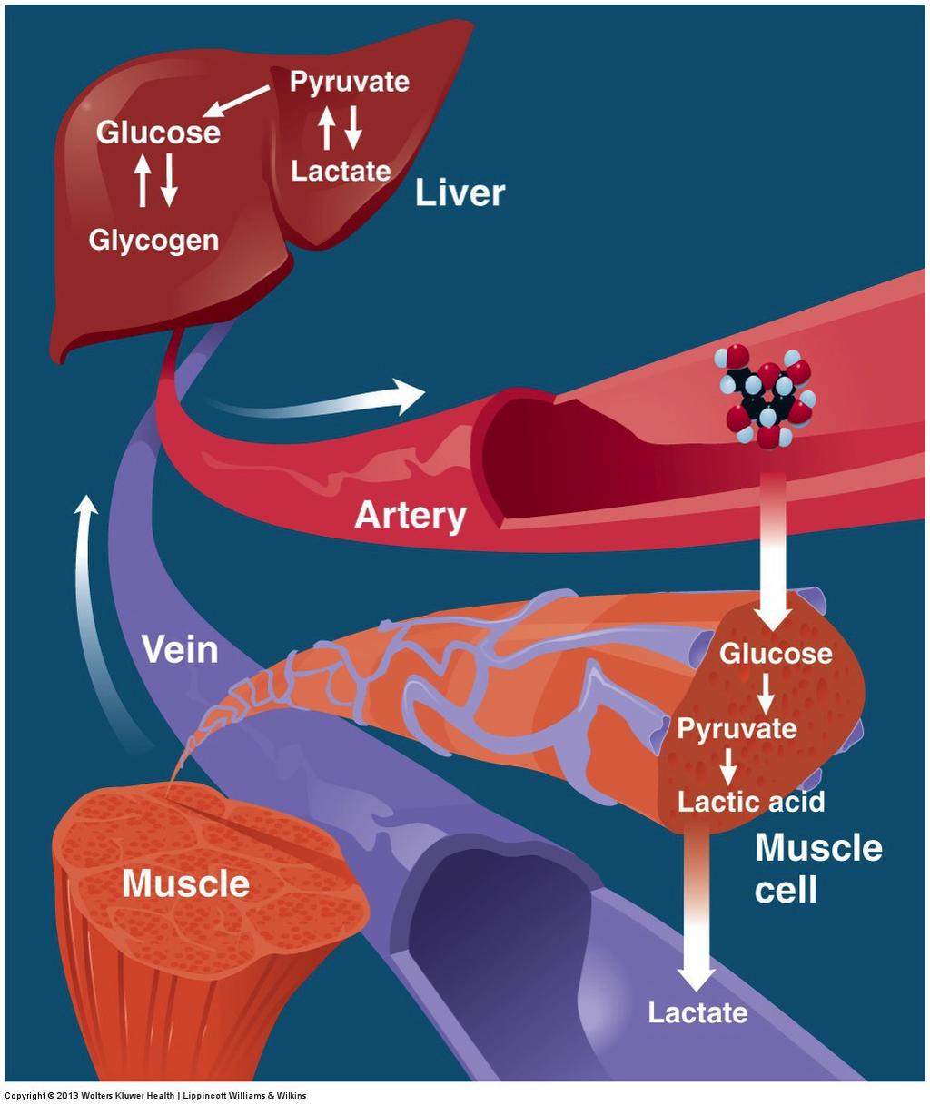 Lactate enters liver where it is converted to pyruvate & then via gluconeogenesis, there is a resynthesis of glucose. 3.
