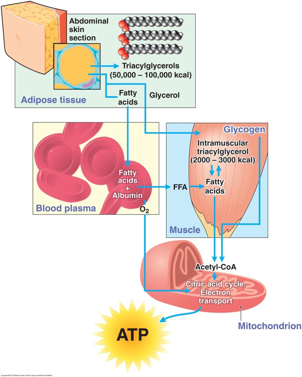 6. Energy Release from Macronutrients Adipocytes TAG fat droplets take up to 95% of adipocyte volume & is major FFA source Lipase stimulates glycerol & FFA release from adipocytes FFA bind to albumin