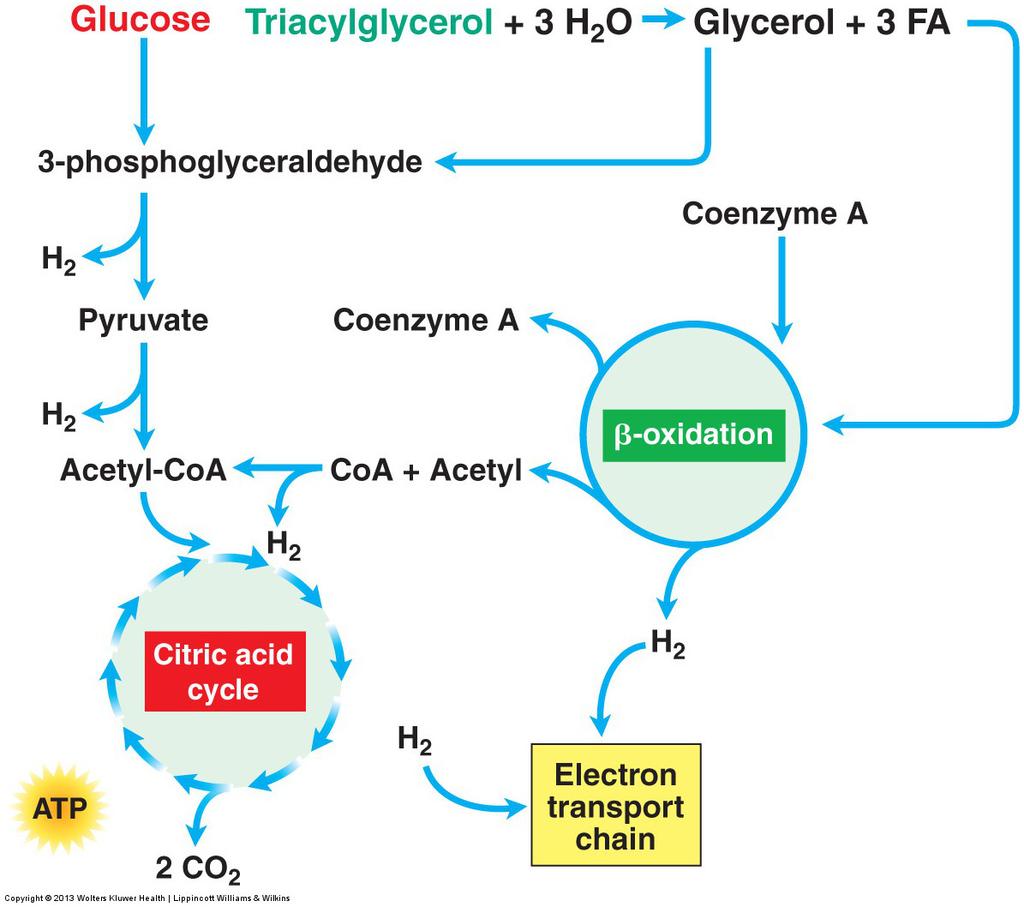6. Energy Release from Macronutrients Breakdown of Glycerol and Fatty Acid Fragments Electron transport chain accepts pairs of hydrogen from
