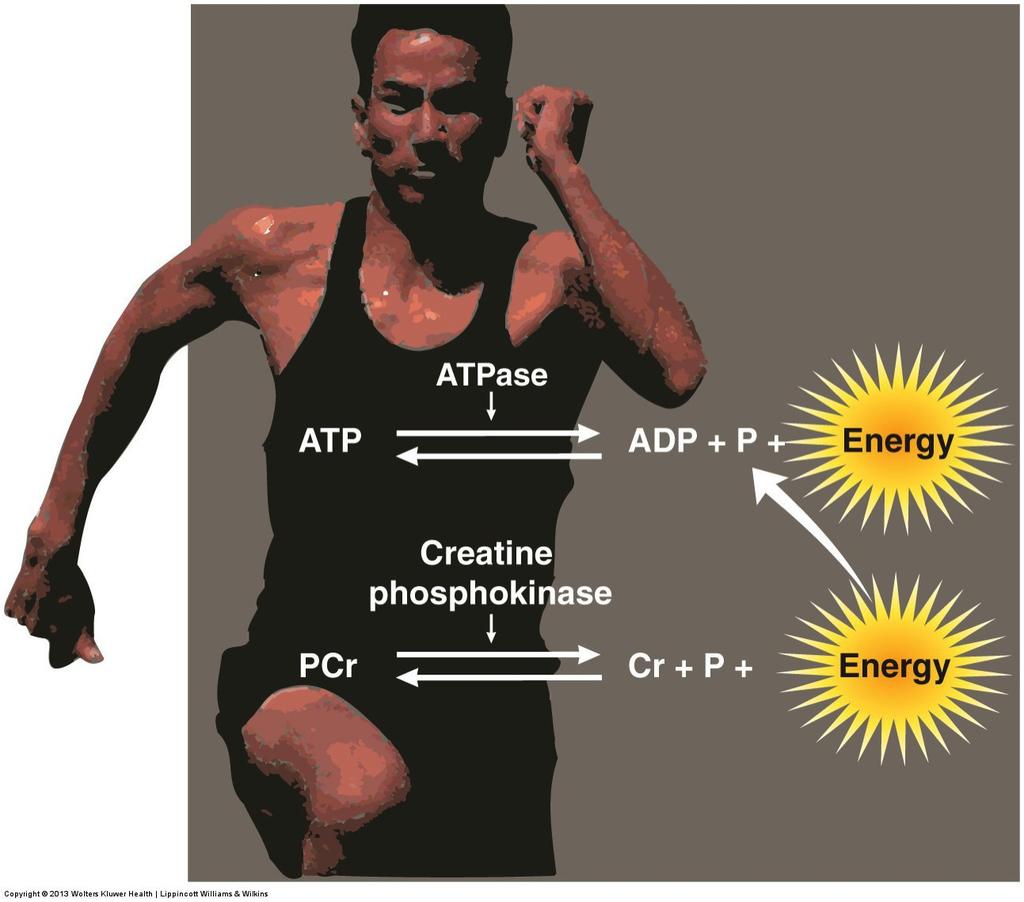 4. Adenosine Triphosphate (ATP) & Phosphocreatine (PCr) Phosphocreatine (PCr): The Energy Reservoir In addition to ATP, PCr is another high-energy phosphate compound.